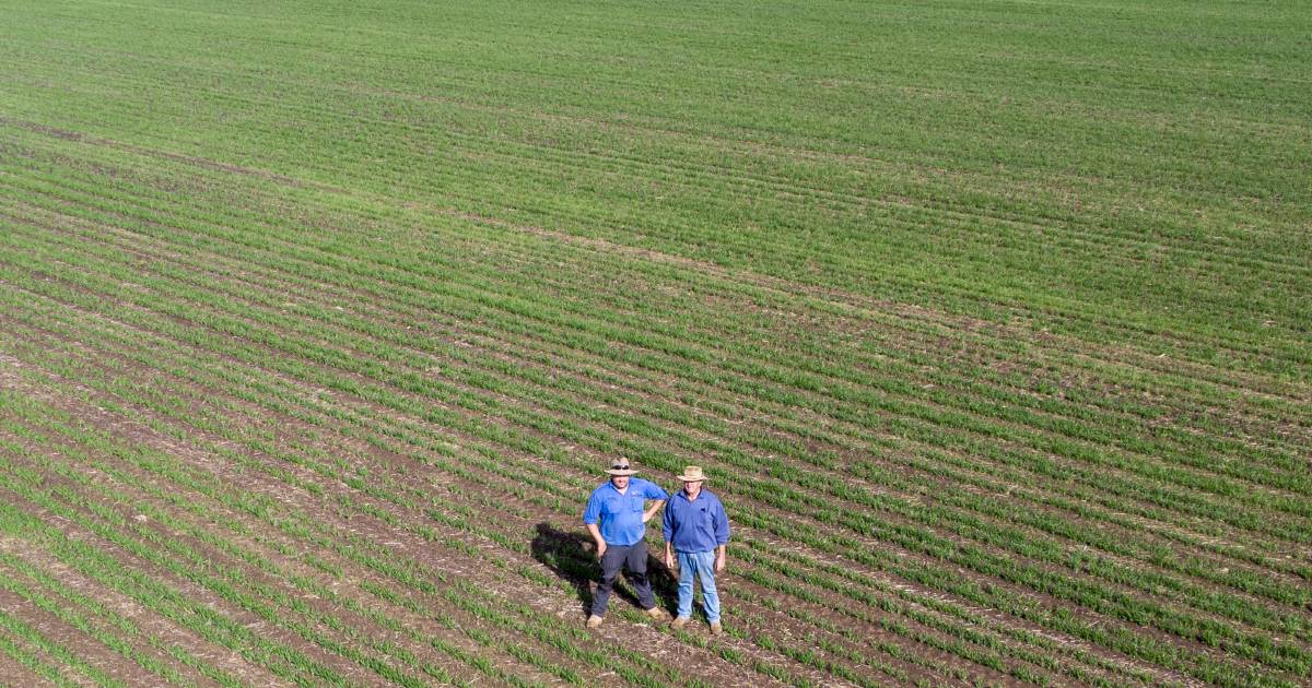 From full programs to bare dirt, winter crop fortunes revealed across 5 Qld regions