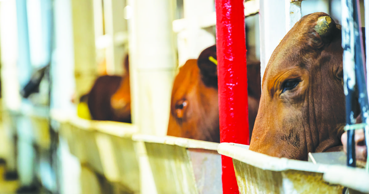 WA live cattle exports in limbo says Nats leader David Littleproud | Farm Weekly