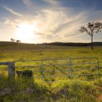 From full programs to bare dirt, winter crop fortunes revealed across 5 Qld regions