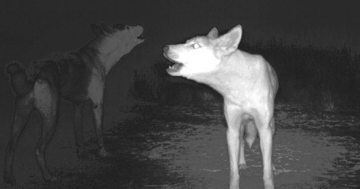 Long term study finds lethal control not putting dingo purity at risk | The Land