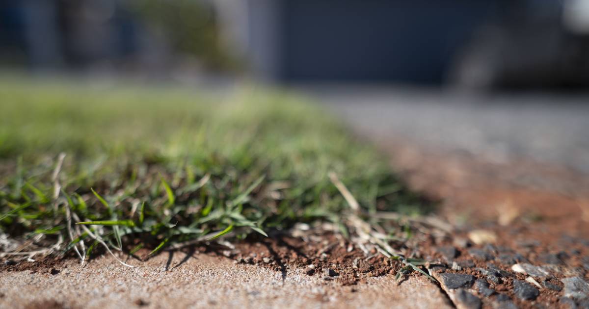 Revealed: gov't took 67 days to inspect Toowoomba's first fire ant nests