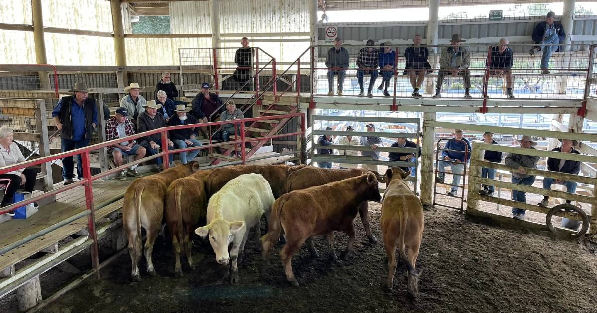 Angus cows sell for $1400 at Laidley | Queensland Country Life