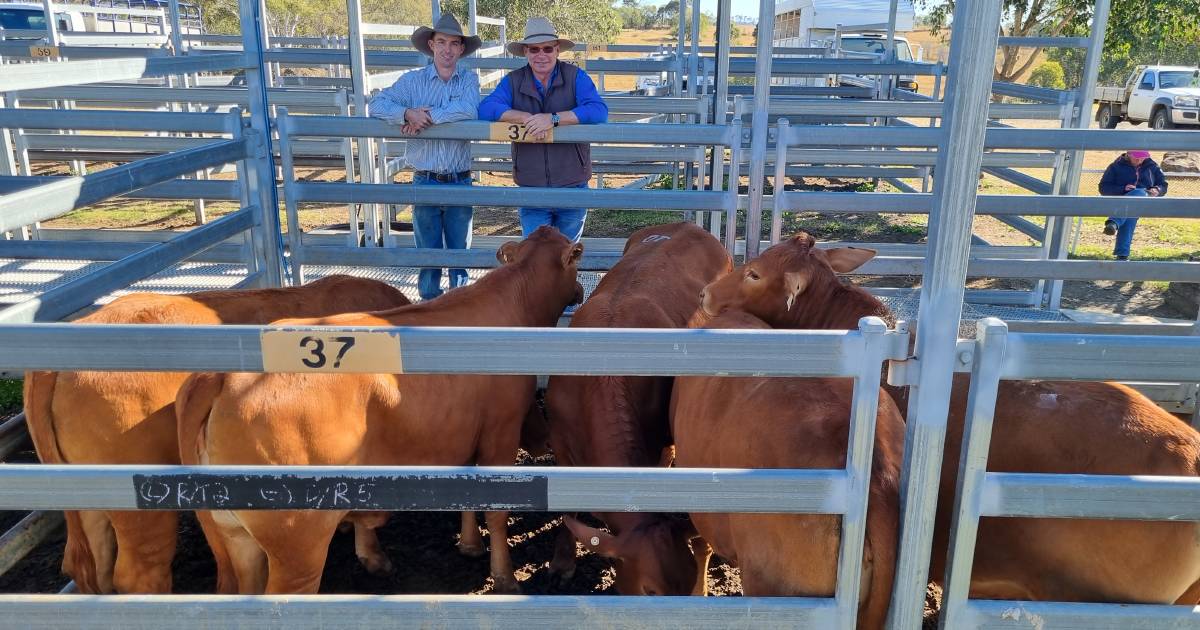 Angus cross steers hit $1610 at Beaudesert | Queensland Country Life