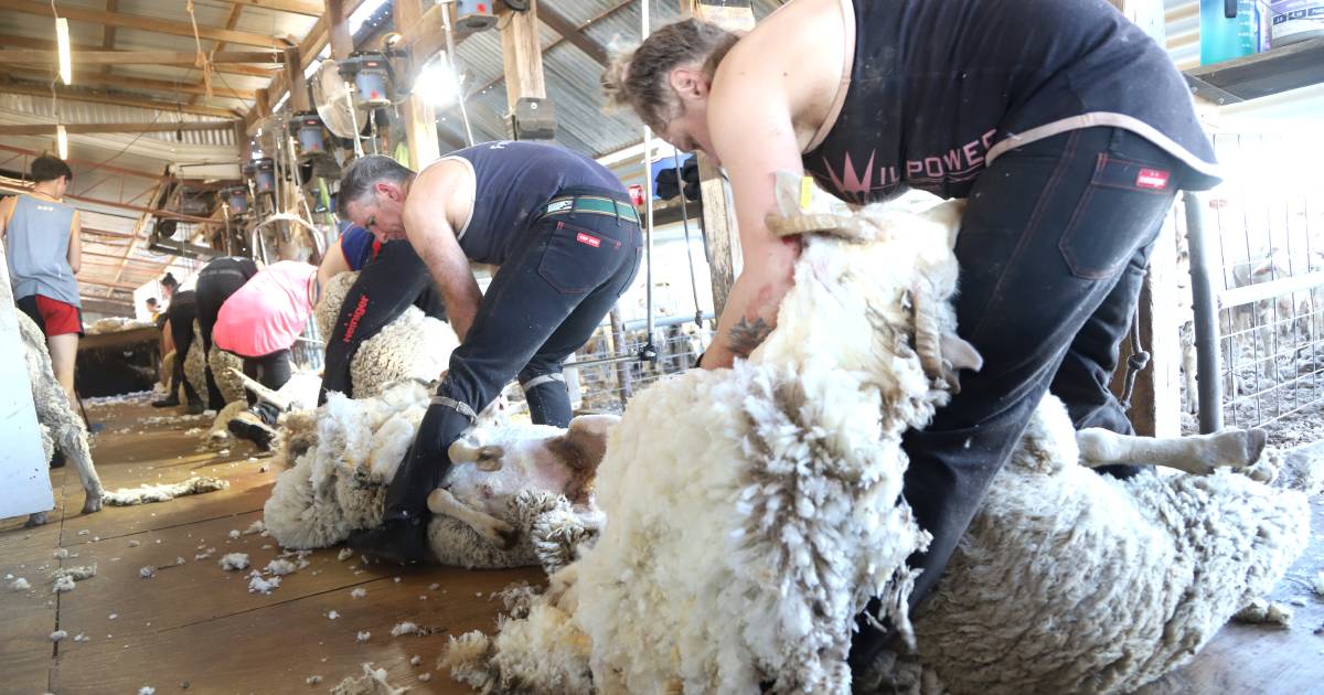 Queensland, Victorian shearing teams get the job done at Bimerah | Queensland Country Life