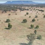 Weaner steers reach 400c at Biggenden