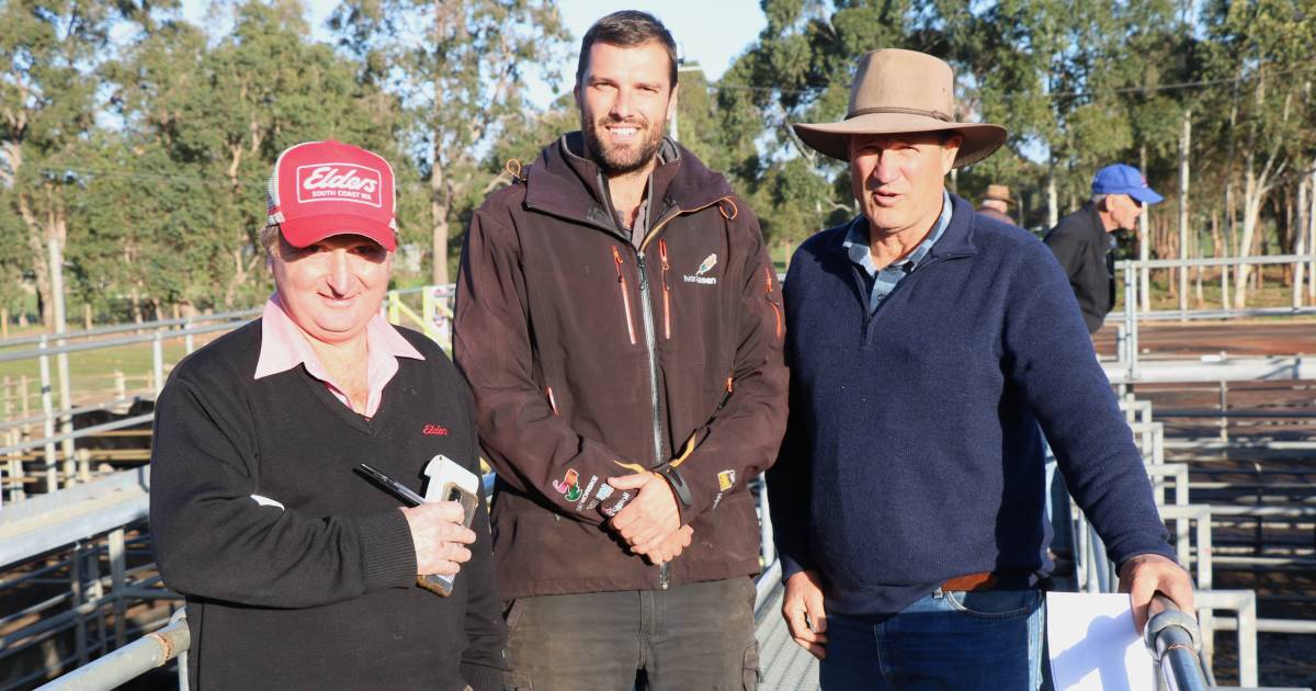 Beef steers top Elders Boyanup Special Feeder Cattle sale at $1787 | Farm Weekly