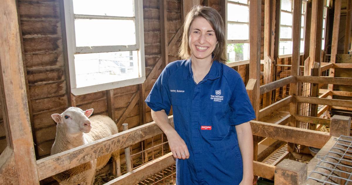 Research looks to improve artificial insemination in sheep