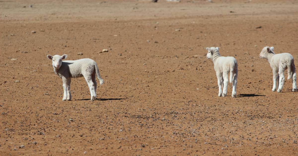 Queensland drought declaration process to be reviewed | Queensland Country Life