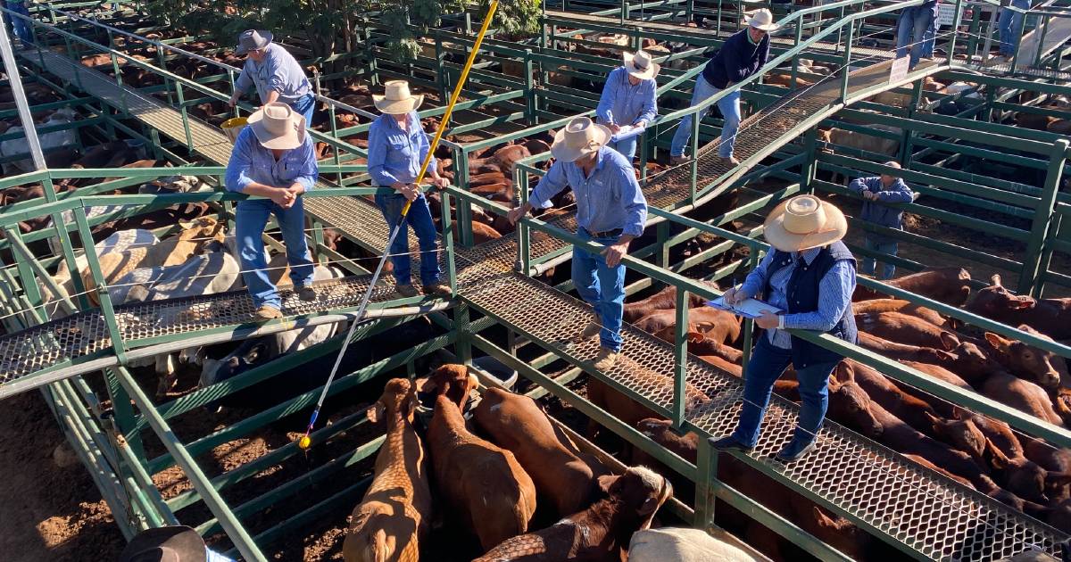 Store cattle in demand at Blackall