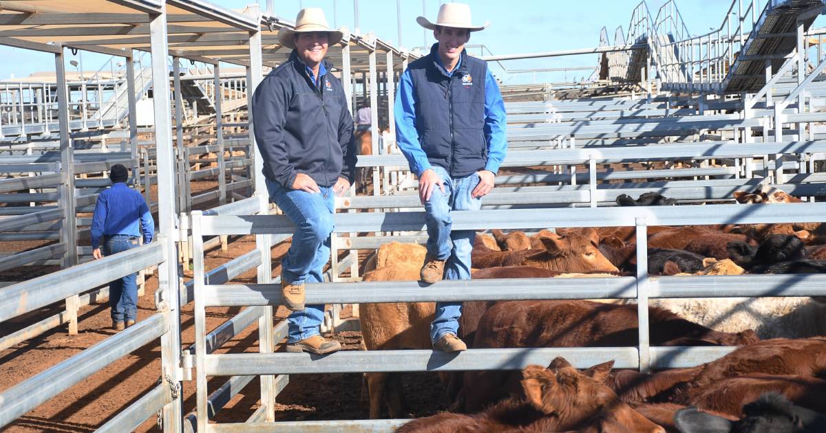 Weaner steers highlight smaller Roma yarding