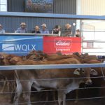 Auctioneers take the bids at Wagga Wagga