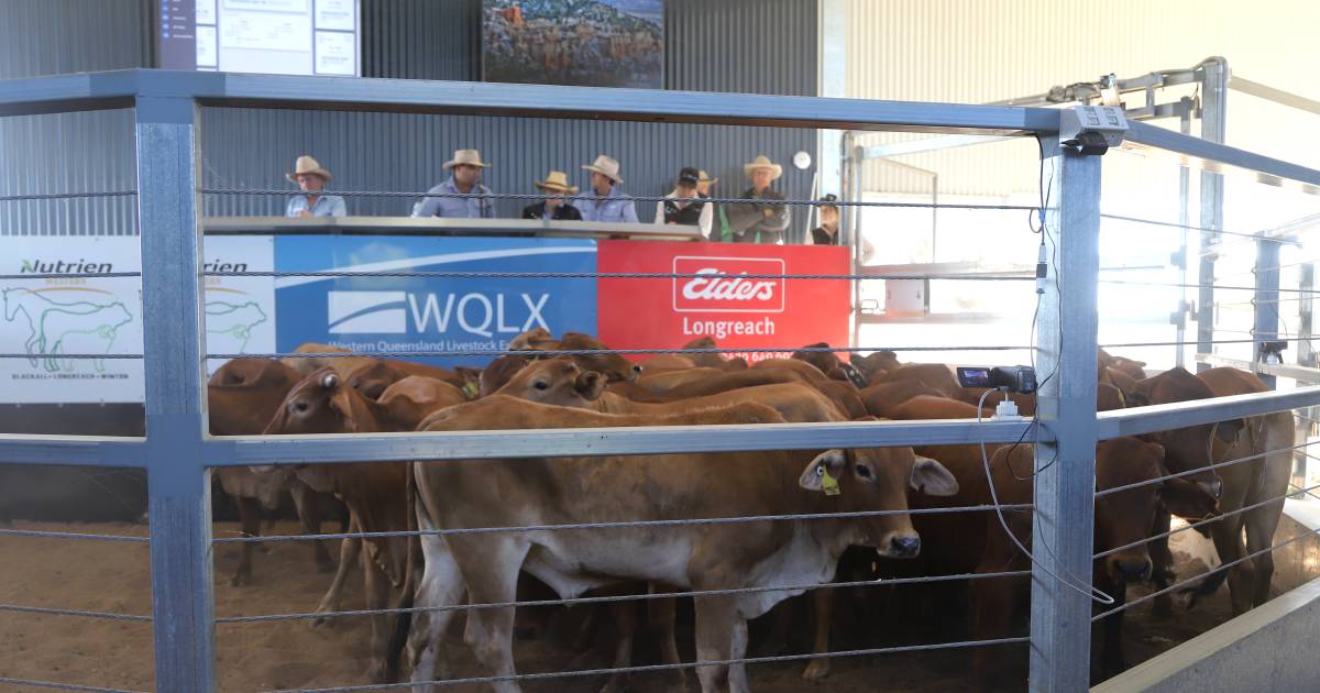 Longreach cattle sale opens on softer market