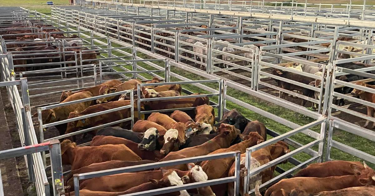 Weaner No 3 steers sell from $690 – $800 at Sarina