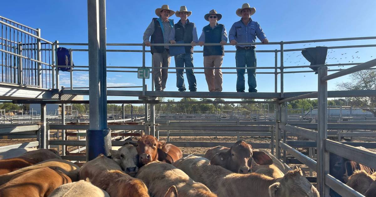 Emerald cattle sale sees fat cows make $1495/hd | Queensland Country Life