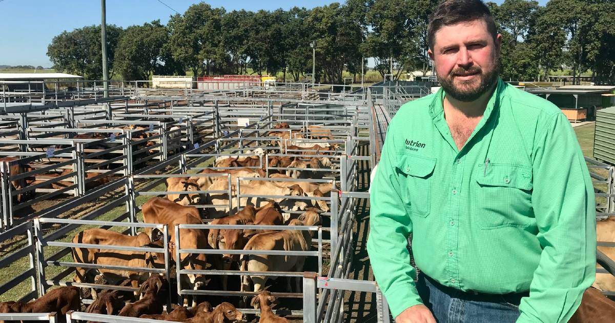 Buyers' market at Sarina cattle sale