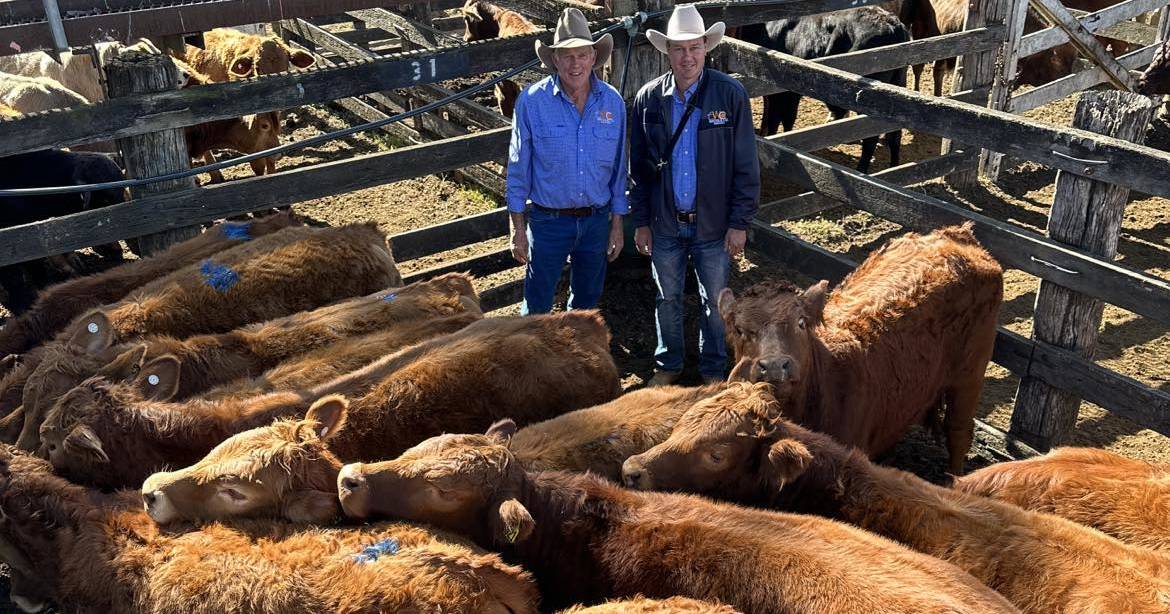 Future show steers shine at Murgon combined agents annual weaner sale