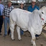 Northern Beef Producers Expo commercial cattle 2023 competition results | Gallery | North Queensland Register