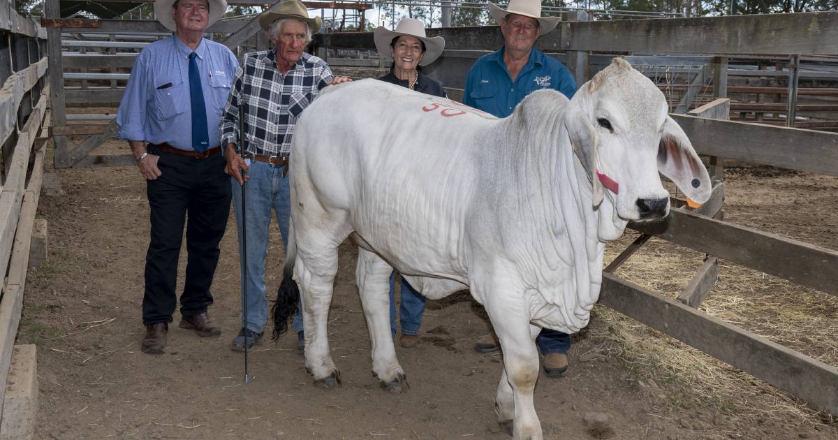 Gympie Brahman females top at $55,000 twice