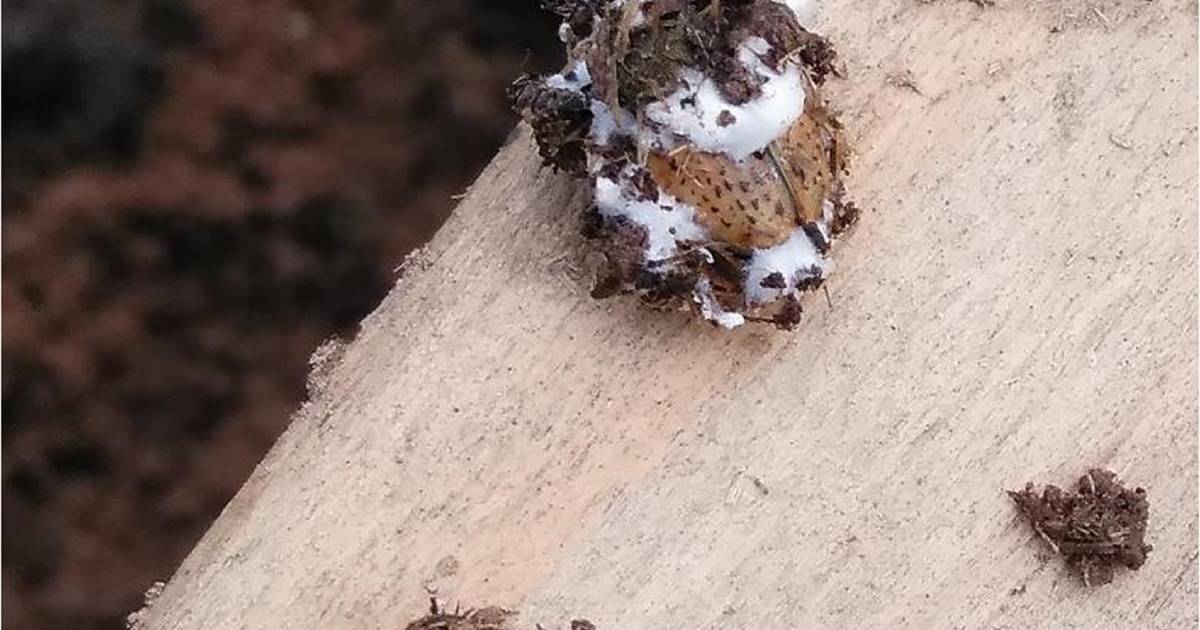 Imported dung beetles are being eaten alive by Aussie fungus species | The Land