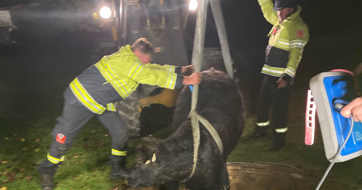 'Tanks for your effort': Heifer's plight sparks hefty response for 'moo-ving' rescue