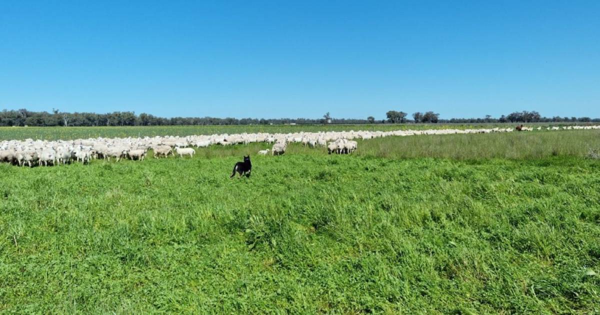 Lachlan View, Kelvin offer productive alluvial soils, reliable irrigation