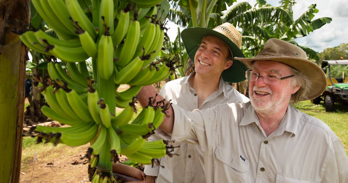 TR4 resistant banana could be a safety net for the banana industry | Queensland Country Life