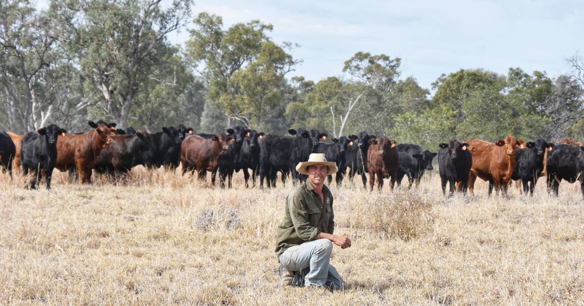 Angus cattle to spearhead Springsure’s Callistemon Cattle Co’s future beef breeding | Queensland Country Life