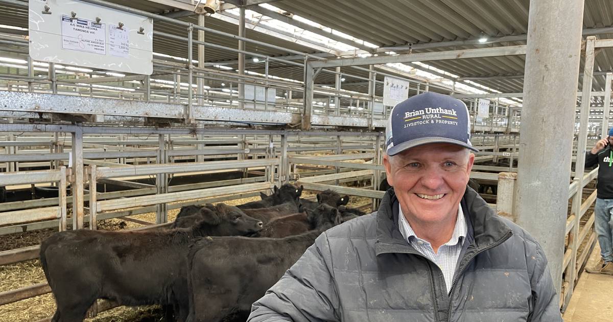 Cattle lift by '$100' at Wodonga