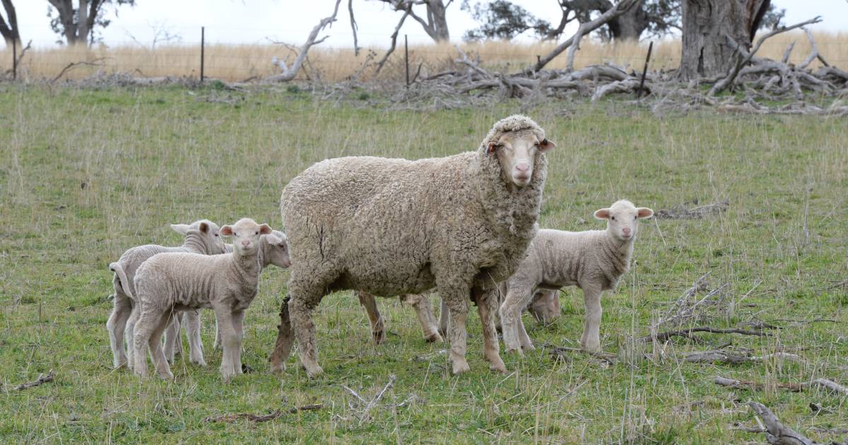 Sheep producers prepare for graziers' warning