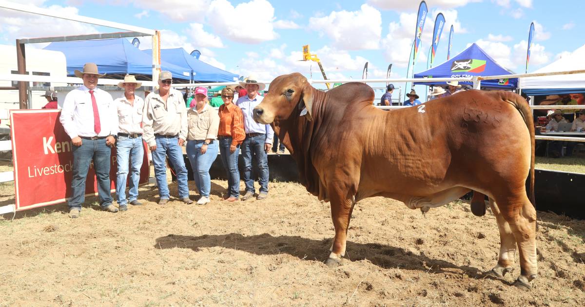 Solid results at Richmond all-breeds bull sale