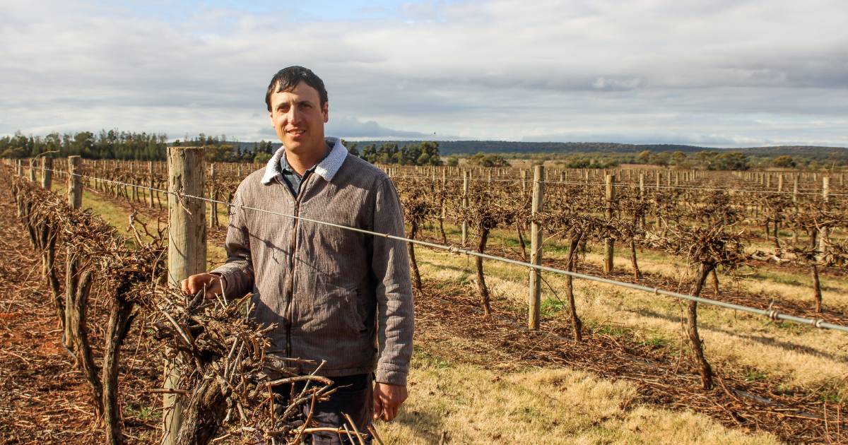 Tough outlook for winegrape growers