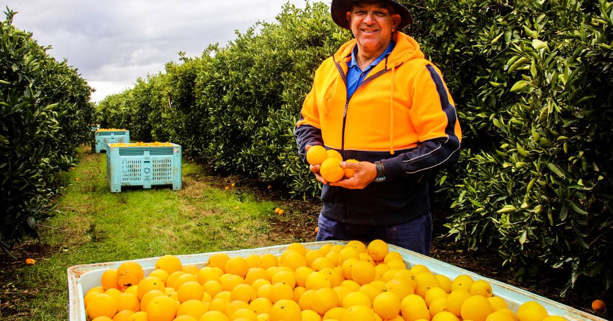 Good news for citrus growers