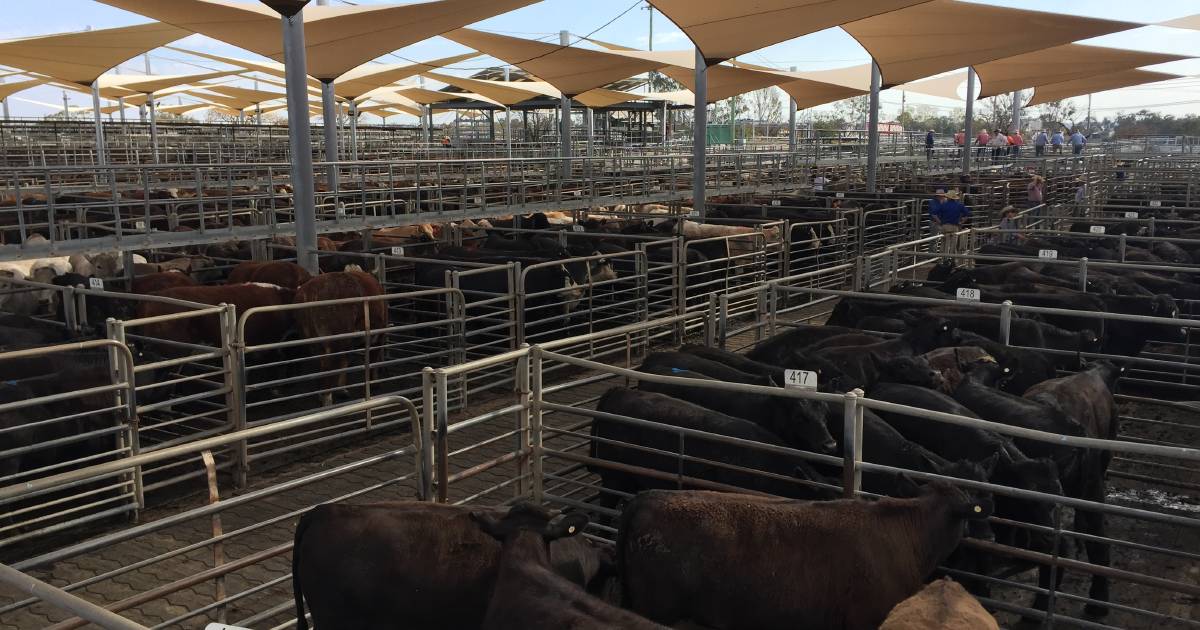 Angus yearling steers reach $1380 at Dubbo