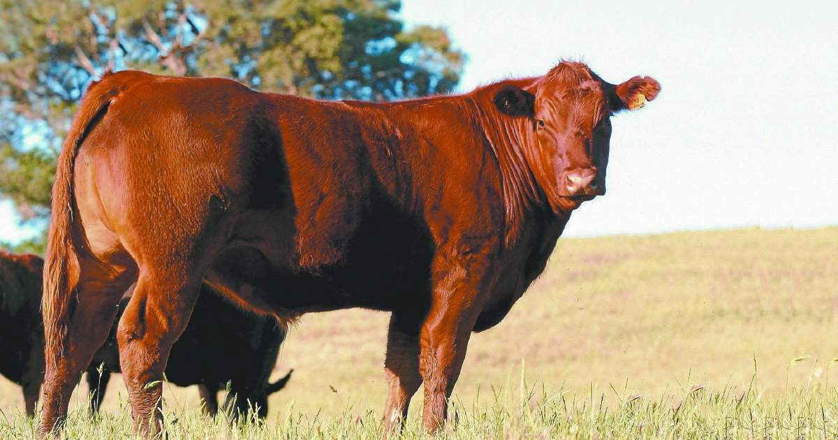 ABSF sets new goals for beef industry