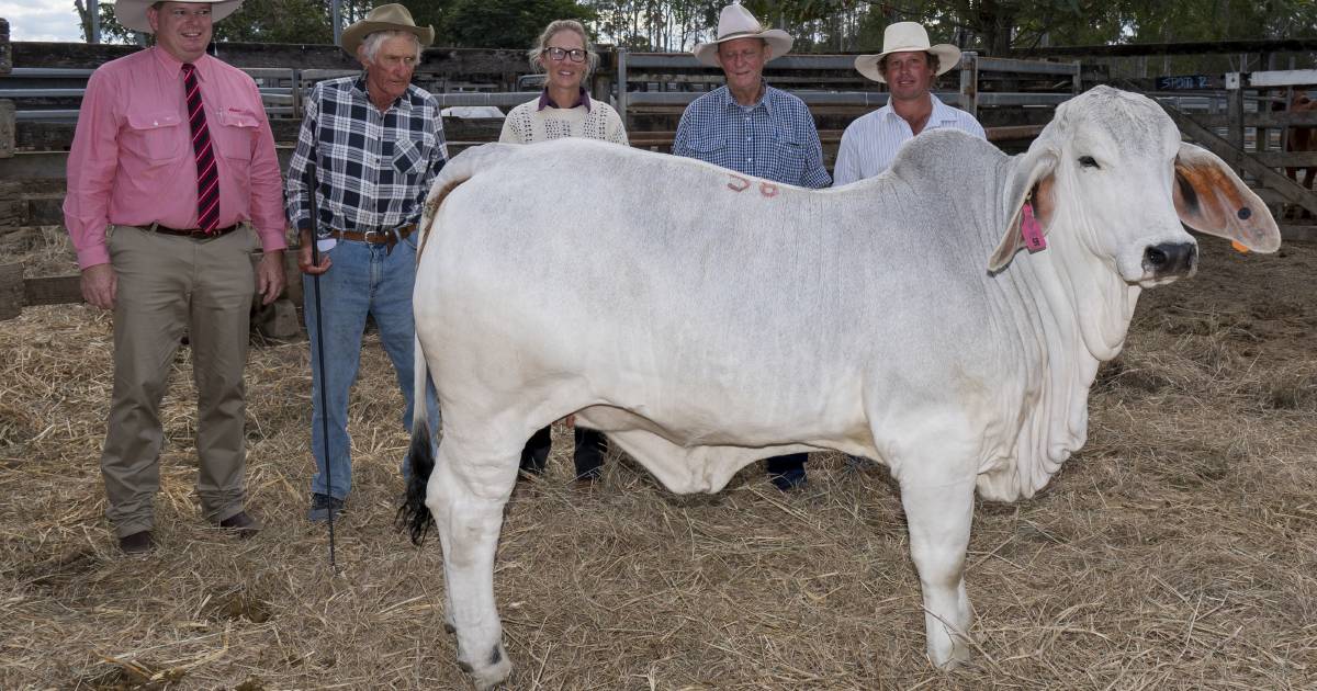 Top 10 vendor averages: Gympie Brahman female sale