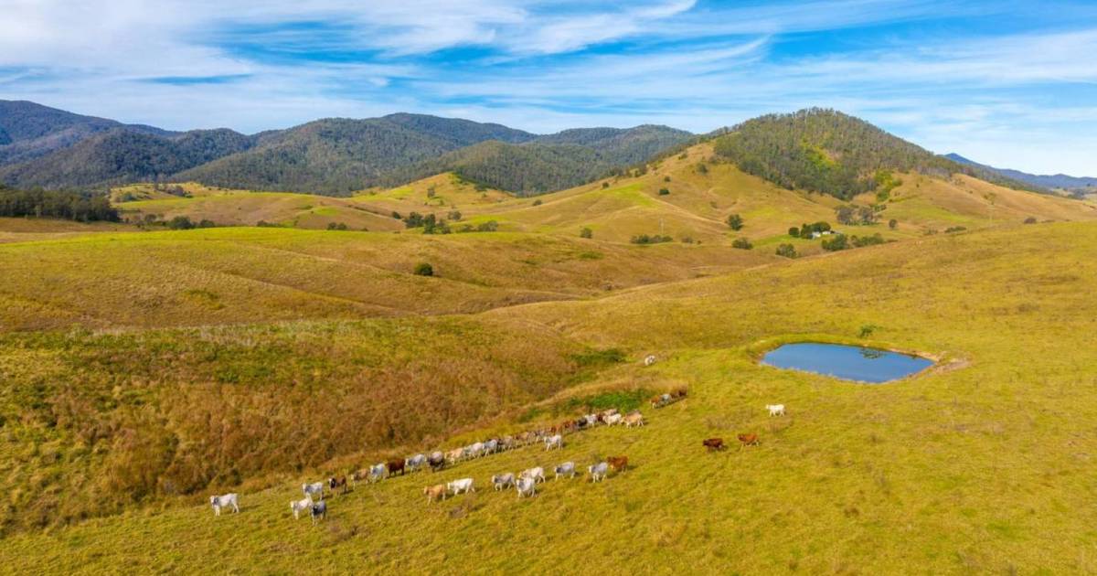 Quality cattle country heads to auction