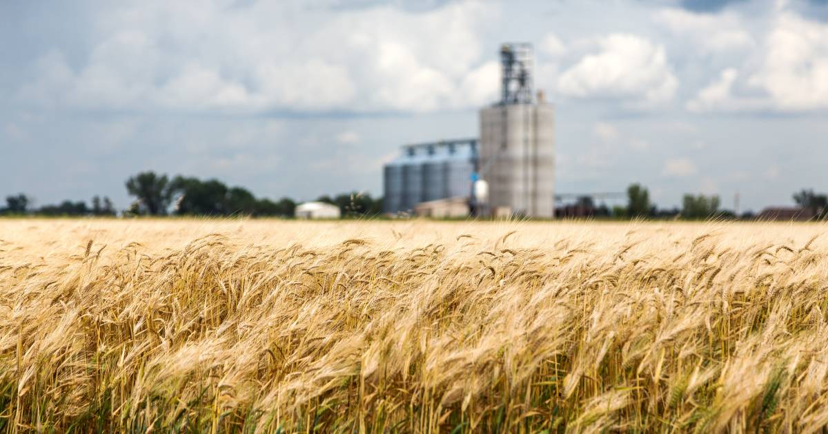 Mixed start to grain growing season maintains market tension | The Land