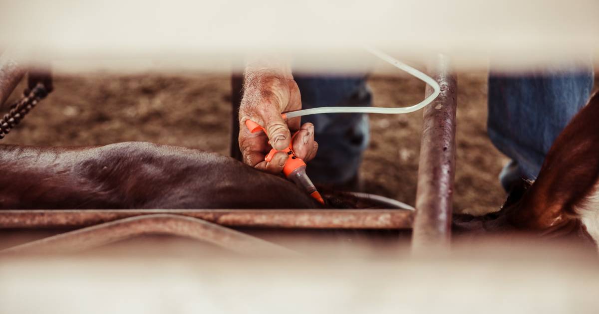 Tick vaccine shortage affects producers