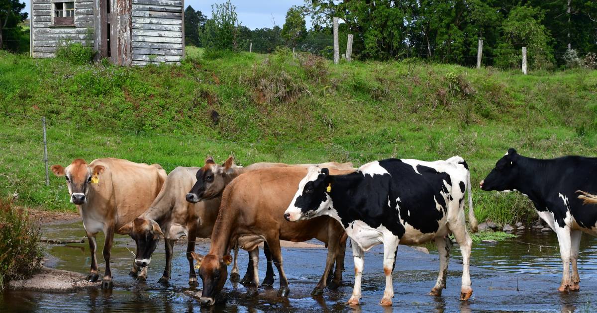 Talk of the Town: Community keeps dairy industry alive | North Queensland Register