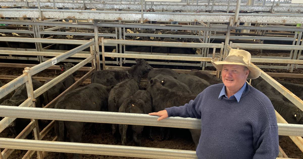 Interstate buyers put floor in Tamworth cattle market