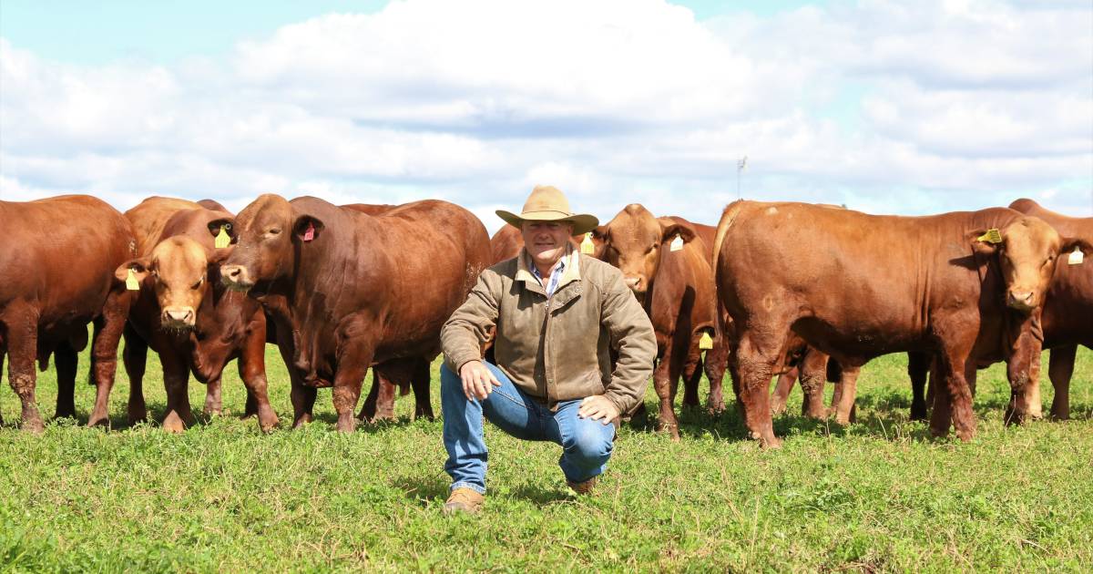 Pregnancy testing and high conception rates a priority for vets and producers | Queensland Country Life