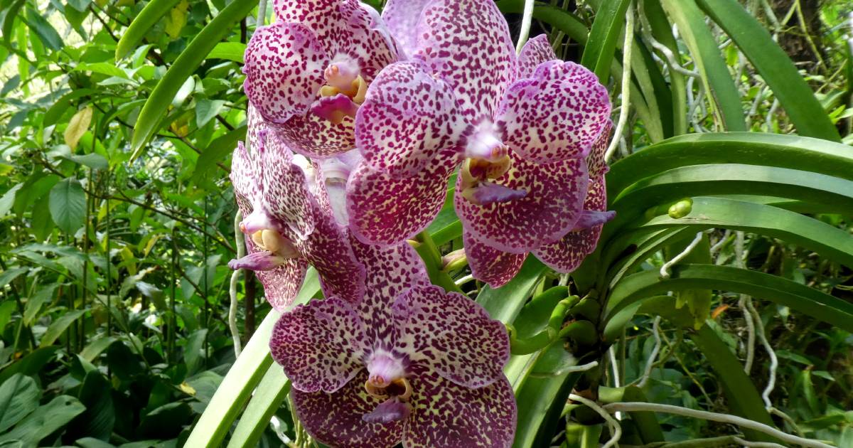 Well, this is quite orchid | In Fiona's Garden