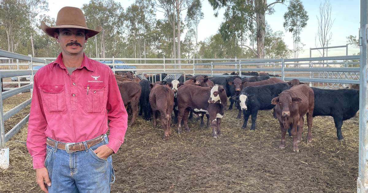 Younger cattle improve at Eidsvold