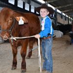 Young cattle dominate at Moreton