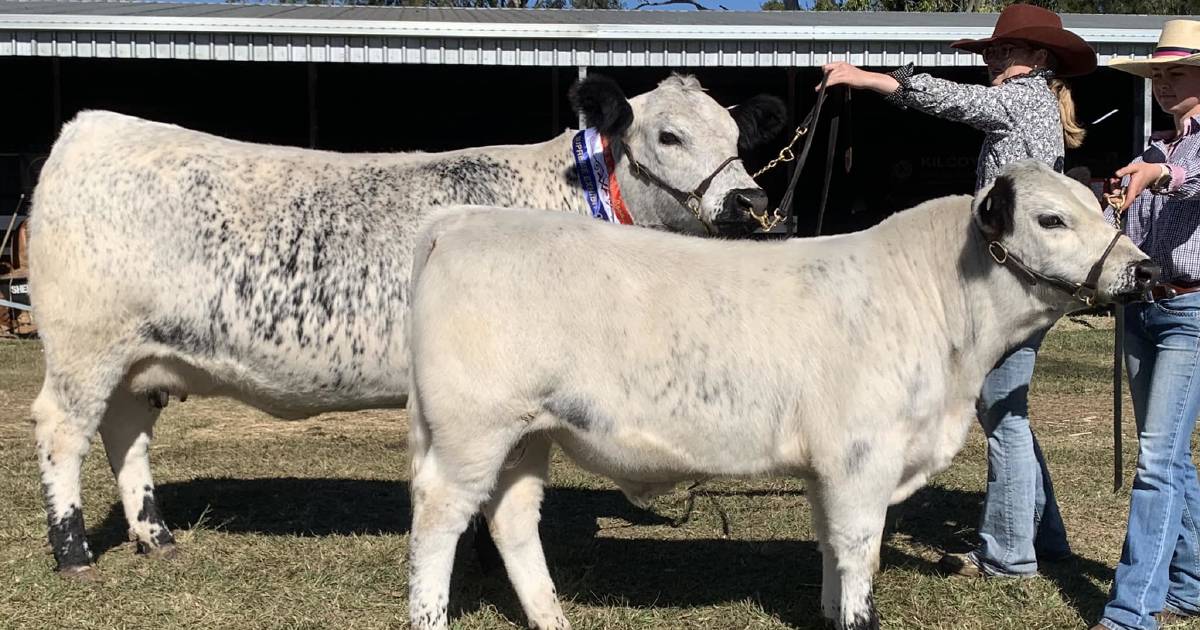 Speckle Park cow wows at Woodford show