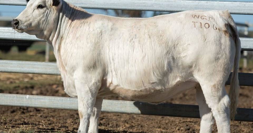 Wattle Grove Speckle females sell to $27,000