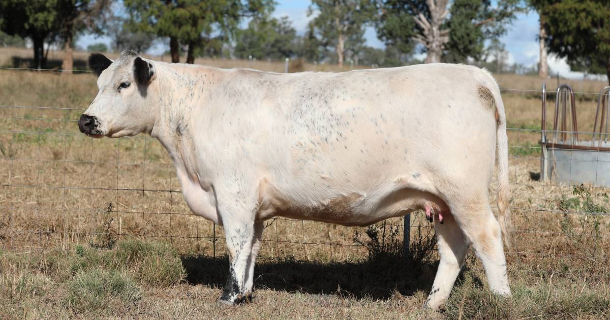 Peranga stud snaps up top lot at inaugural AAA Speckle Park sale