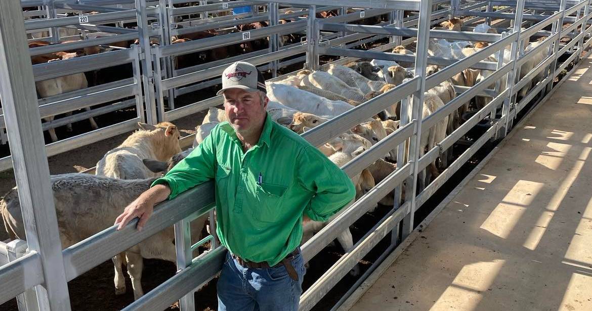 Weaner steers reach 380c at Biggenden