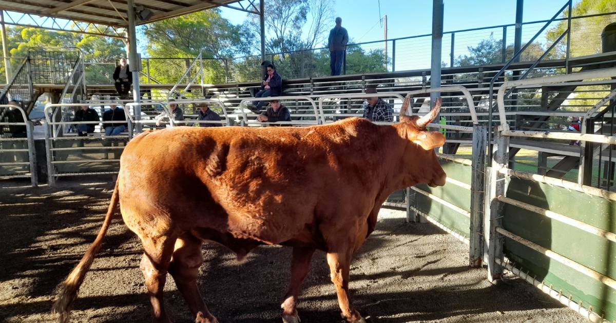 Elusive mountain bullock finally sold