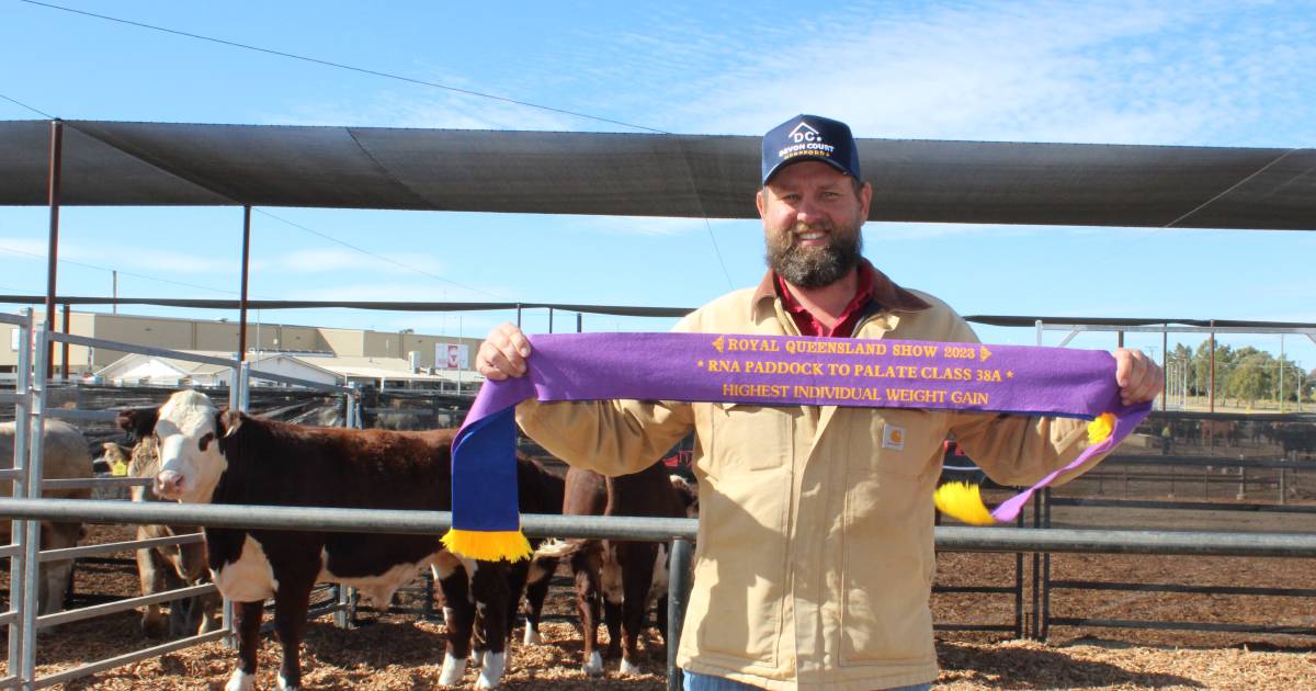 Devon Court Herefords perform at RNA Paddock to Palate